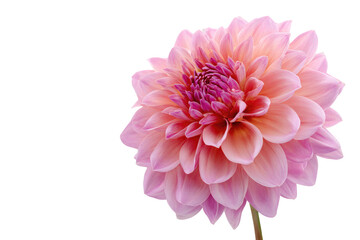 Close-up of a single, vibrant dahlia.  Soft, pale pink petals surround a deep pink center.  A flower in full bloom