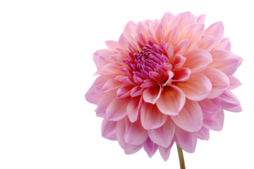 Close-up of a single, vibrant dahlia.  Soft, pale pink petals surround a deep pink center.  A flower in full bloom