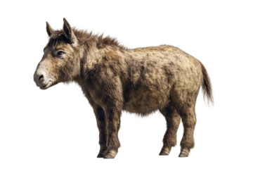 Realistic farm donkey upright isolated on transparent background