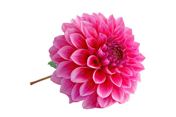 Close-up of a vibrant pink dahlia.  A single,  full bloom with layered petals,  displaying a gradient of pink and a darker pink center.  Stem and leaves are visible
