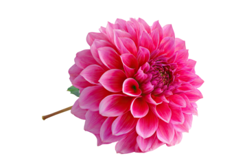 Close-up of a vibrant pink dahlia.  A single,  full bloom with layered petals,  displaying a gradient of pink and a darker pink center.  Stem and leaves are visible