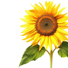 Fototapeta premium and keyword list based on the image, following your criteria.. Sunflower Blossom A Vibrant Yellow Flower in a Field, Isolated on Black.