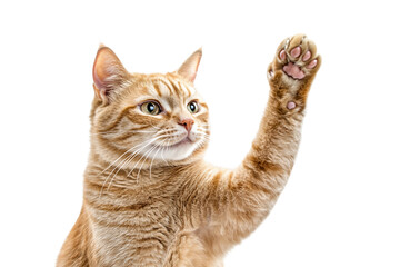 Obraz premium Cute cat raising paw high five isolated on transparent background