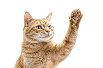 Cute cat raising paw high five isolated on transparent background