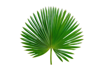 Close-up of a vibrant green fan palm leaf, radiating outward from a central stem