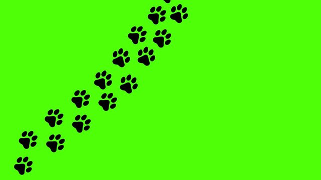 Black paw prints on a bright green screen background for creative projects and video editing use on transparent background