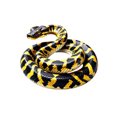 Fototapeta premium Brightly colored snake curled in a resting position, showcasing intricate patterns in a natural display of beauty and vibrancy