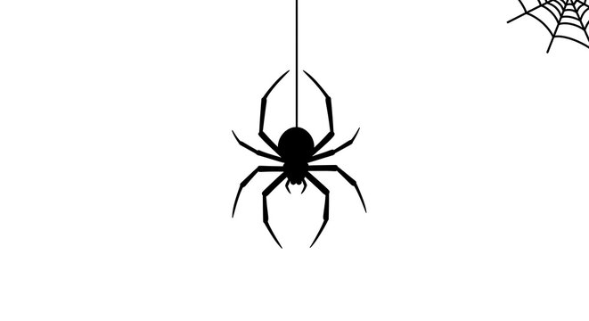 Black spider hanging from a web on a white background