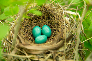 Gray Catbird nest and eggs
