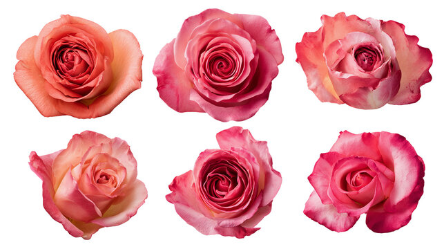 Set of different rose seperate on transparent background
