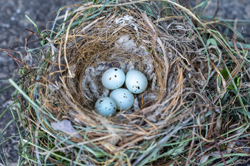 House Finch nest and eggs taken in southern MN