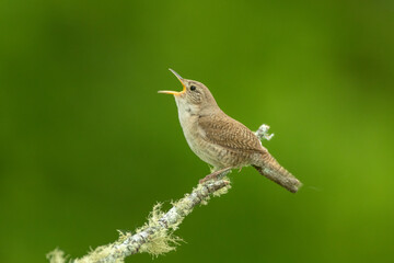 House Wren taken in southern MN