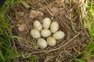 Mallard Duck nest and eggs taken in southern MN