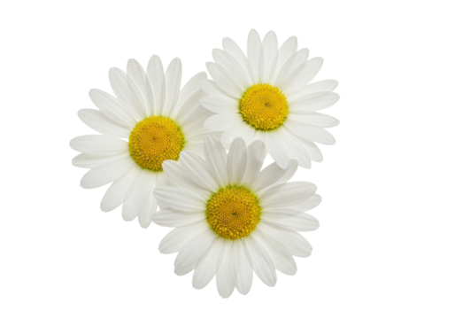 Three transparent daisies with vibrant yellow centers and transparent petals, delicate and perfectly formed, on a bright white seamless studio background, minimalist nature concept. - Powered by Adobe