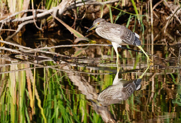 Jeune bihoreau gris au bord de l’eau