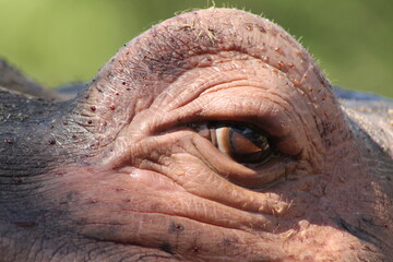 Obraz premium Gros plan sur l’œil d’un hippopotame avec sa sécrétion protectrice rougeâtre