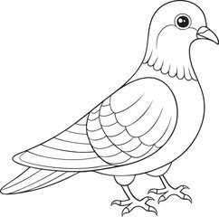 Detailed pigeon outline illustration in black and white featuring common bird species for kids coloring and education