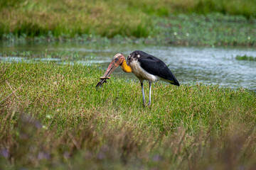 
A magnificent Greater Adjutant stork stands in a grassy, watery landscape. Its large, powerful beak holds a wriggling snake, likely its prey.