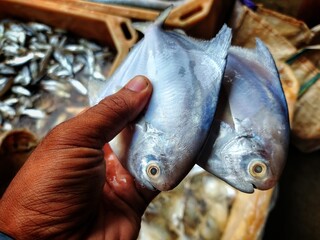 fresh pumfret fish in hand HD