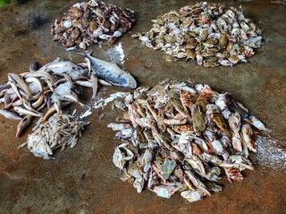 colorful flower crab in hand in nice blur background HD