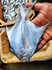 fresh pumfret fish in hand HD