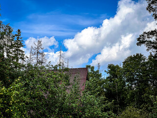 Beautiful day in the forests of Latvia