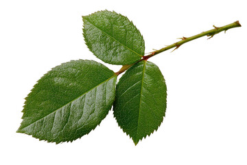 Fototapeta premium Close-up of a sprig of vibrant green rose leaves. A small stem, with three leaves, is sharply focused against a black background. The leaves display intricate veining and serrated edges. 
