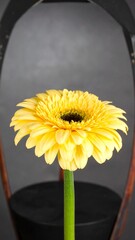 Yellow gerbera flower in a dark setting