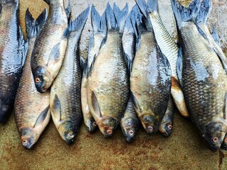 rohu and catla carp sale in indian fish market HD