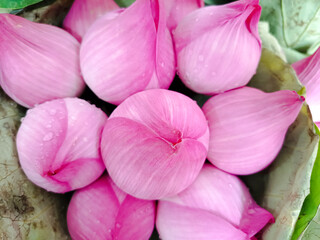 A detailed close-up of a cluster of fresh, vibrant pink lotus buds, a traditional offering for religious worship, nestled amongst green leaves.