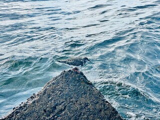 sea waves and rocks