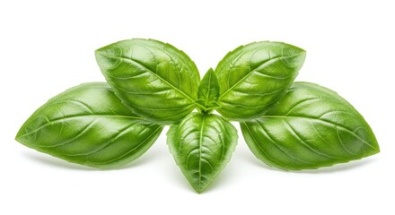 Fototapeta premium Fresh basil leaves