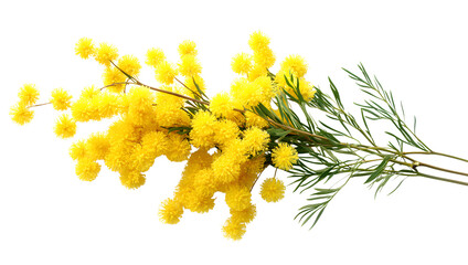 Yellow mimosa flowers branch isolated on a transparent background