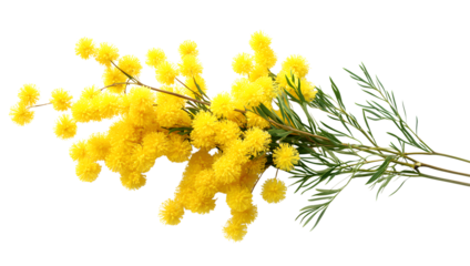 Yellow mimosa flowers branch isolated on a transparent background