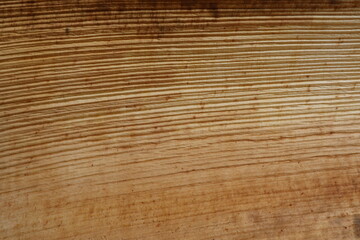 tree texture background