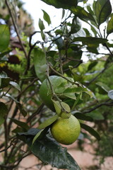 lemon on tree