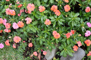 pink flowers in a garden