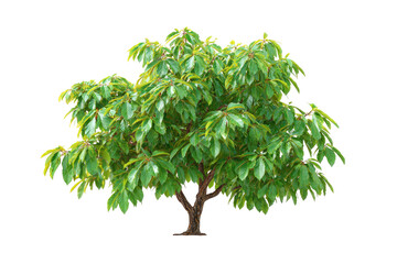 Lush green tree with vibrant foliage (1)