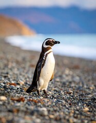 Naklejka premium Penguin on a pebble beach