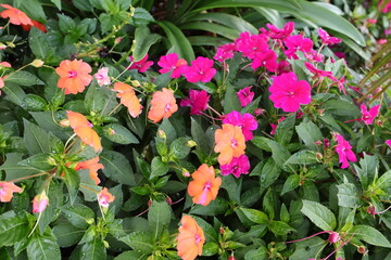 flowers in the garden