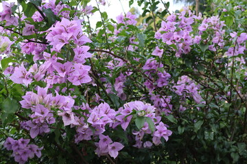 Fototapeta premium pink flowers in the garden