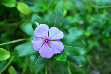 purple flower on green background