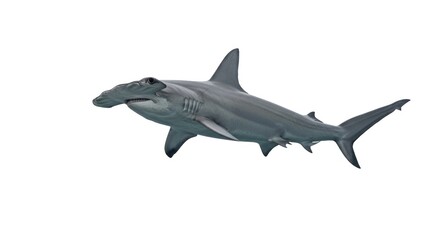 Fototapeta premium Hammerhead shark profile