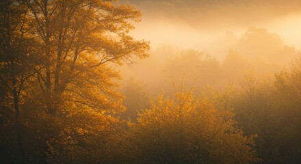 Obraz premium Misty autumn forest bathed in golden morning light
