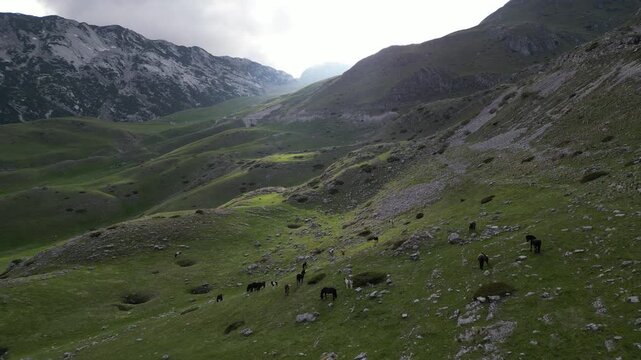 Panoramic aerial view of Durmitor mountains valley with herd of horses grazing near P14 road Montenegro