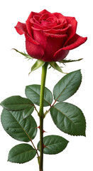 Naklejka premium PNG of realistic red rose with stem and green leaves, detailed petals and shading, isolated on transparent background for design and decoration use