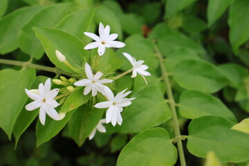 white flowers on a green background