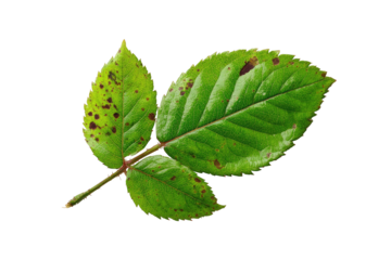 Close-up of a rose leaf with brown spots.  Healthy, vibrant green foliage with irregular, dark brown lesions.  Stem is visible.  Isolated against a black background