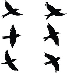 Flying bird silhouette set, black bird vector, birds in flight icons, nature illustration, wildlife clipart, feathered animal shapes