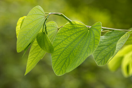 Closeup of green leafs in the summer in Miami in a selective focus, Florida